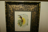 ANTIQUE AUTHENTIC MID 1800’S LITHOGRAPH 19TH C. PARADISEA PAPUANA OR LESSER BIRD OF PARADISE FRAMED IN CUSTOM HAND PAINTED SIGNED FRAME WITH 3 ACID FREE HAND PAINTED MATS