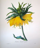 Framed Limited Edition Art Redoute Fritilaire Imperiale Print Home Wall Design