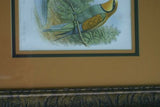 FROM CASSELL BOOK OF BIRDS FROM 1869 ANTIQUE ORIGINAL H.C  LITHOGRAPH "EUROPEAN BEE EATER OR MEROPS APLASTER” 19TH CENTURY PRINT PROFESSIONALLY TRIPLE-MATTED AND FRAMED PURPOSELY IN ANTIQUE FRAME COLLECTOR DECOR