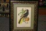 Professionally Double Matted & Framed in Hand-painted Frame 26.5”x 22.25” VERY RARE Authentic Limited Edition 1960 Descourtilz Folio of Tropical Cassique Huppe or Pied-Breasted Oropendola Bird Plate 43 from Brazil (DES6)