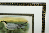 19th century TERN ANTIQUE AUTHENTIC 1897 ORIGINAL PRINT LLOYD'S NATURAL HISTORY BY BOWDLER SHARPE EDWARD LLOYD LIMITED, DOUBLE MATTED AND FRAMED PROFESSIONALLY IN UNIQUE HAND PAINTED FRAME SIGNED BY ARTIST, MAT ALSO HANDPAINTED