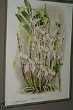 Lindenia Limited Edition Print: Dendrobium Nobile Var Jaspideum (Magenta) Orchid Collector Art (B5)