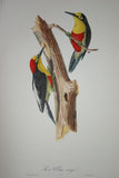VERY RARE 1960 Rare Descourtilz Limited Edition Original Folio Lithograph Brazilian Bird Plate 17 Yellow-Fronted Woodpecker or Pic a Ventre Rouge