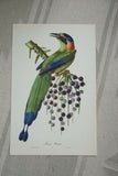 VERY RARE 1960 Rare Descourtilz Limited Edition Original Folio Lithograph Brazilian Bird Plate 60: REICHNOW'S MOTMOT OR MOMOT HOUTOU (Brazil)