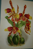 Lindenia Limited Edition Print: Odontoglossum x Del Tecto L Lind (White and Magenta) Orchid Collector Art (B4)