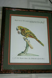 Rare Archival Art by Saverio Manetti (16 C.) Very Limited Edition Folio Lithograph of Parrot professionally framed in hand painted signed frame with  x3 acid free mats 21,5" X 18,75" Magnificent plate from The Natural History of Birds DESIGNER ART