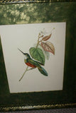 Professionally Matted & Framed in Hand-painted Frame & Mat 24”x 20” VERY RARE Authentic Limited Edition 1960 Descourtilz Folio of Tropical Spot-Tailed Jacamar or Jacamar Dore Bird Plate 15 from Brazil (DES1)