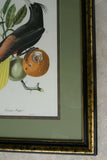 VERY RARE Professionally 2x Matted & in Hand-painted Frame 25”x 20” Authentic Limited Edition 1960 Descourtilz Folio of Pied-Breasted Oropendola or Cassique Huppe Bird Plate 43 from Brazil (DES2)