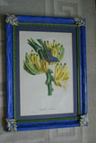 Professionally Matted & Framed in Hand-painted Frame 23”x 16” VERY RARE Authentic Limited Edition 1960 Descourtilz Folio of Tropical Archbishop Tanager or Tachyphone Archeveque Bird Plate 35 from Brazil (DES13)