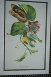 Professionally Double Matted & Framed in Hand-painted Frame 21”x 15” VERY RARE Authentic Limited Edition 1960 Descourtilz Folio of Tropical Orange-Breasted Barbet or Cabezon Elegant Bird Plate 13 from Brazil (DES0)