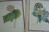 4 Double Matted Redoute Floral & Angel Art Prints 120.00 retail value Wall Decor
