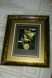 Professionally 5x Matted & in Hand-painted Frame 24" x 20" VERY RARE Authentic Limited Edition 1960 Descourtilz Plate of Tropical Jamaica Oriole or Carouge Jamacaii Bird from Brazil. DES14