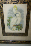 UNIQUE OLD LITHOGRAPH  ART BLUE EYED COCKATOO CACATUA OPHTHALMICA  PROFESSIONALLY X2 SILK MATTED & FRAMED IN SIGNED HAND PAINTED FRAME + GIFT OF A FREE BEAUTIFUL MATTED BARRABAND PARROT PRINT. PRICED AT FRACTION OF RETAIL