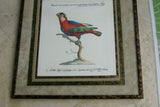 Rare Archival Art by Saverio Manetti (16 C.) Very Limited Edition Folio Lithograph of Parrot professionally framed in hand painted signed frame with  x4 acid free mats 23” x 22” Magnificent plate from "The Natural History of Birds" DESIGNER COLLECTOR ART