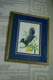 Professionally 4x Mats in Hand painted Frame 22" X 17 ½”  VERY RARE Authentic Limited Edition 1960 Descourtilz Folio Tropical Curly Blue Jay or Pie Acahe Bird Plate 39 Brazil (DES16)