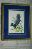 Professionally 4x Mats in Hand painted Frame 22" X 17 ½”  VERY RARE Authentic Limited Edition 1960 Descourtilz Folio Tropical Curly Blue Jay or Pie Acahe Bird Plate 39 Brazil (DES16)