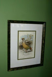 FROM  FIRST EDITION OF CASSELL BOOK OF BIRDS FROM 1869 ANTIQUE ORIGINAL H.C  LITHOGRAPH "SANGUINE FRANCOLIN” 19TH CENTURY PRINT PROFESSIONALLY DOUBLE-MATTED AND FRAMED IN HAND PAINTED FRAME SIGNED BY THE ARTIST COLLECTOR DECOR