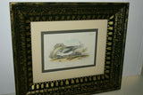 19th century GULL ANTIQUE AUTHENTIC 1897 ORIGINAL PRINT LLOYD'S NATURAL HISTORY BY BOWDLER SHARPE EDWARD LLOYD LIMITED, DOUBLE MATTED AND FRAMED PROFESSIONALLY IN UNIQUE HAND PAINTED FRAME SIGNED BY ARTIST, 1 MAT ALSO HANDPAINTED FRENCH STYLE