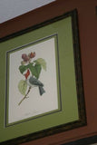 VERY RARE 1960 Rare Descourtilz Limited Edition Original Folio Lithograph Brazilian Bird Plate 15 Spot-Tailed Jacamar or Jacamar Dore