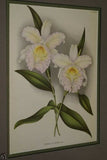 Lindenia Limited Edition Print: Terete Vanda Kimballiana (White and Fushia) Orchid AOS Collector Art (B2)