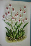 Lindenia Limited Edition Print:  Oncidium Jonesianum (White, Yellow and Sienna) Orchid Collector Art (B1)