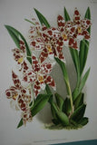Lindenia Limited Edition Print: Odontoglossum Wilckearnum Albens (White and Sienna) Orchid Collector Art (B1)