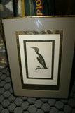 OVER 160 YEARS OLD ORIGINAL ANTIQUE H.C. HAND COLORED WOOD ENGRAVING FROM 1860 MORRIS BIRDS RINGED GUILLEMOT PENGUIN MATTED PROFESSIONALLY WITH 4 HIGH QUALITY ACID FREE MATS & CUSTOM FRAMED IN HANDPAINTED SIGNED FRAME
