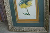 Framed Limited Edition Art Redoute Fritilaire Imperiale Print Home Wall Design