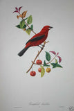 VERY RARE 1960 Rare Descourtilz Limited Edition Original Folio Lithograph Brazilian Bird Plate 33 Brazilian Tanager or Ramphocele Scarlatte