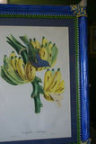 Professionally Matted & Framed in Hand-painted Frame 23”x 16” VERY RARE Authentic Limited Edition 1960 Descourtilz Folio of Tropical Archbishop Tanager or Tachyphone Archeveque Bird Plate 35 from Brazil (DES13)