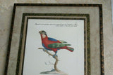 Rare Archival Art by Saverio Manetti (16 C.) Very Limited Edition Folio Lithograph of Parrot professionally framed in hand painted signed frame with  x4 acid free mats 23” x 22” Magnificent plate from "The Natural History of Birds" DESIGNER COLLECTOR ART