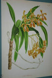 Lindenia Limited Edition Print: Vanda Boxalli (White with Yellow and Magenta) Orchid Collector Art (B1)