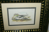 19th century GULL ANTIQUE AUTHENTIC 1897 ORIGINAL PRINT LLOYD'S NATURAL HISTORY BY BOWDLER SHARPE EDWARD LLOYD LIMITED, DOUBLE MATTED AND FRAMED PROFESSIONALLY IN UNIQUE HAND PAINTED FRAME SIGNED BY ARTIST, 1 MAT ALSO HANDPAINTED FRENCH STYLE