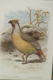 FROM  FIRST EDITION OF CASSELL BOOK OF BIRDS FROM 1869 ANTIQUE ORIGINAL H.C  LITHOGRAPH "SANGUINE FRANCOLIN” 19TH CENTURY PRINT PROFESSIONALLY DOUBLE-MATTED AND FRAMED IN HAND PAINTED FRAME SIGNED BY THE ARTIST COLLECTOR DECOR