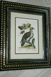 RARE 1772 ANTIQUE AUTHENTIC H.C FOLIO LITHOGRAPH ON FINE LAID CHAIN LINK PAPER JOHANN MICHAEL SELIGMANN GEORGE EDWARDS CATESBY H.C FOLIO VULTUR BARBATUS, LE VAUTOUR BARBU CUSTOM OVER 250 YEARS OLD FRAMED WITH MULTIPLE MATS  IN HANDPAINTED SIGNED FRAME