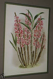 Lindenia Limited Edition Print: Dendrobium Nobile Var Jaspideum (Magenta) Orchid Collector Art (B5)