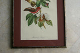 VERY RARE Descourtilz Limited Edition Original 1960 Folio Lithograph, Plate 31: Scarlet Flycatcher or Moucherolle Rubin (item DES4) Framed Professionally in Large Hand-painted Frame 20" X 14,25"