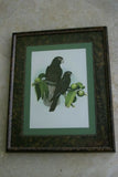 2 for 1 FRAMED ART: 1978 AUSTRALIAN BIRD LITHOGRAPHS FROM “PARROTS OF THE WORLD” BY BILL COOPER PROFESSIONALLY MATTED AND FRAMED IN UNIQUE SIGNED HAND PAINTED FRAMES 21" X 17" DESIGNER WALL ART DÉCOR DFPN71 & 72