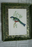 UNIQUE 24"X 19” 1955 GOULD TROGON TEMNURUS BIRD FOLIO LITHOGRAPH FRAMED IN SIGNED ARTIST HAND PAINTED FRAME WITH 4 MATS TO ENHANCE THE ART WITHIN GORGEOUS DFPN83B DESIGNER WALL ART DÉCOR
