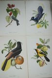 VERY RARE 1960 Rare Descourtilz Limited Edition Original Folio Lithograph Brazilian Bird Plate 43 Pied-Breasted Oropendola or Cassique Huppe