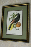 VERY RARE Professionally 2x Matted & in Hand-painted Frame 25”x 20” Authentic Limited Edition 1960 Descourtilz Folio of Pied-Breasted Oropendola or Cassique Huppe Bird Plate 43 from Brazil (DES2)