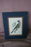 UNIQUE OLD LITHOGRAPH  ART BLUE EYED COCKATOO CACATUA OPHTHALMICA  PROFESSIONALLY X2 SILK MATTED & FRAMED IN SIGNED HAND PAINTED FRAME + GIFT OF A FREE BEAUTIFUL MATTED BARRABAND PARROT PRINT. PRICED AT FRACTION OF RETAIL