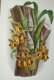 Lindenia Limited Edition Print: Stanhopea Oculata (White with Speckled Sienna) Orchid Collector Art (B2)