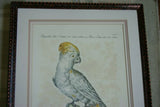 Rare Archival Art by Saverio Manetti (16 C.) Very Limited Edition Folio Lithograph of Cockatoo Parrot professionally framed in hand painted signed frame with x3 acid free mats 22,5" X 17,5" from "The Natural History of Birds" COLLECTOR ART
