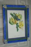 1960 VERY RARE Descourtilz Limited Edition Original Folio Lithograph Brazilian Bird Plate 35 Archbishop Tanager or Tachyphone Archeveque in Banana Tree