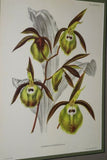 Lindenia Limited Edition Print: Catasetum Punctatum Rolfe (Yellow) Orchid Collector Art (B4)