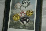 1956 botanical book lithograph limited to 1750 copies printed on Gelderland white cartridge 'The Beauties of Flora' Painted by T. Baxter, stipple engraving by J. Hopwood, background aquatinted by F.C Lewis and published by S. Curtis TULIPS 21" x 17"