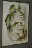 Lindenia Limited Edition Print: Catasetum Stupendum Cogn (Earth-tone) Orchid Collector Art (B4)
