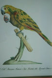 Rare Archival Art by Saverio Manetti (16 C.) Very Limited Edition Folio Lithograph of Parrot professionally framed in hand painted signed frame with  x3 acid free mats 21,5" X 18,75" Magnificent plate from The Natural History of Birds DESIGNER ART