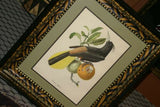 Professionally Double Matted & Framed in Hand-painted Frame 26.5”x 22.25” VERY RARE Authentic Limited Edition 1960 Descourtilz Folio of Tropical Cassique Huppe or Pied-Breasted Oropendola Bird Plate 43 from Brazil (DES6)